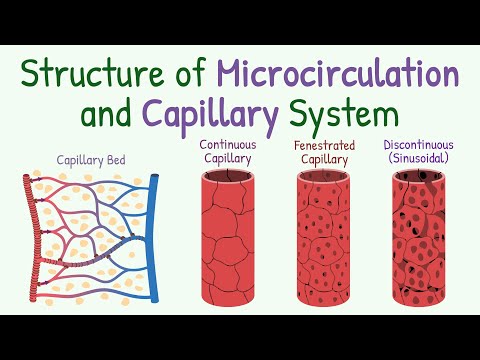 Structure of Microcirculation and Capillary System