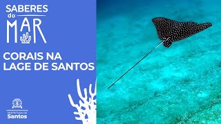 Saberes do Mar- Corais da Lage