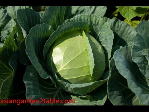 , title : 'How to grow cabbage   very easy!