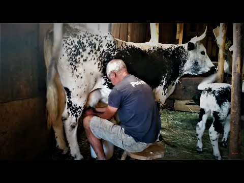 , title : 'Comment traire manuellement une vache avec Roland'