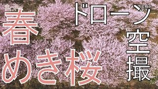 preview picture of video '【ドローン空撮】空から南足柄市 春めき桜を見てみよう【Aerial of Cherry blossoms】'