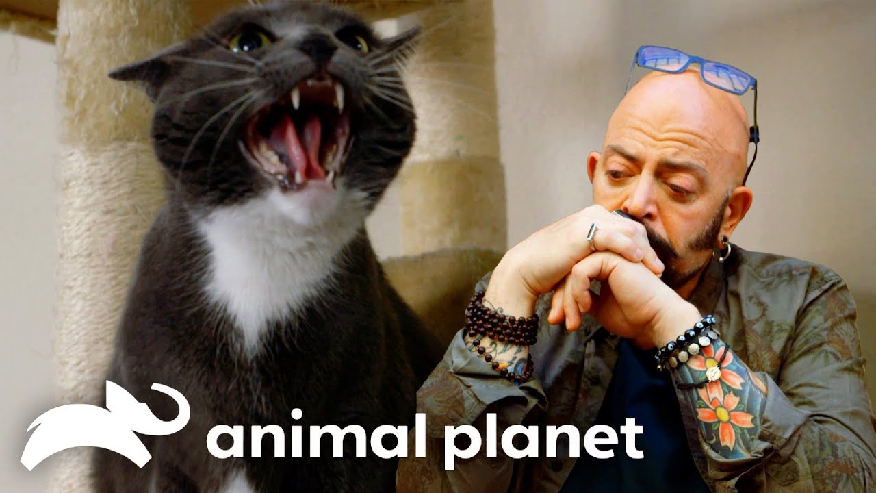 Vicious Cat Brings Jackson to Tears! | My Cat From Hell | Animal Planet