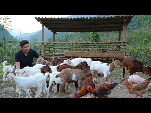 The chef left the city to live in the forest, build a farm, raise livestock, and cook.