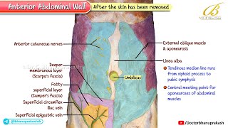 Anterior Abdominal Wall Cadaveric Anatomy | USMLE Step 1 | Cutaneous vessels, Layers, and Muscles