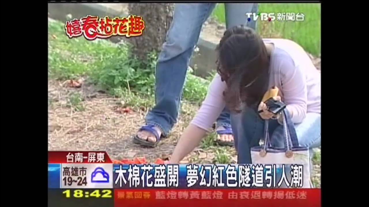 木棉花盛開 夢幻紅色隧道引人潮