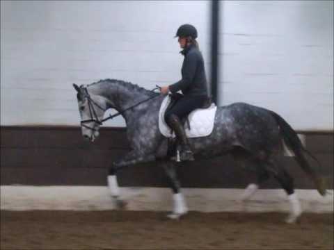 FAHDILA 5j. v. Fairbanks - Grundstein VB 9.000,- Euro