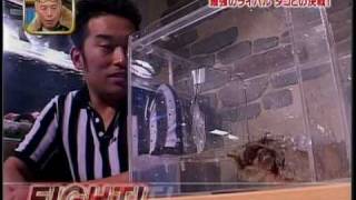Whoa, there's a whole series of "Crustacean Deathmatches" on YouTube. So there goes my day.