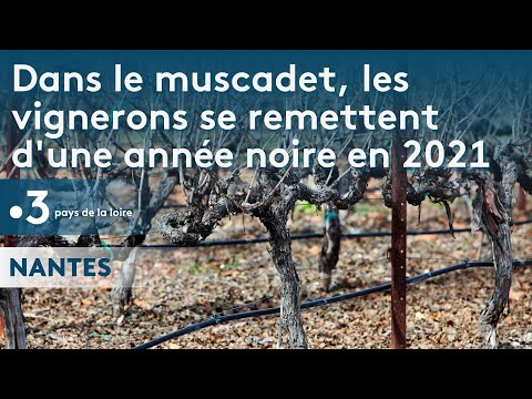 Dans le muscadet, les vignerons se remettent d’une année noire en 2021