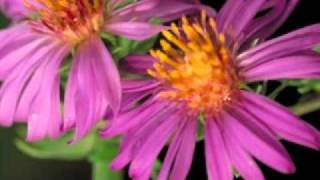 Dynasty -_- Do Me Right