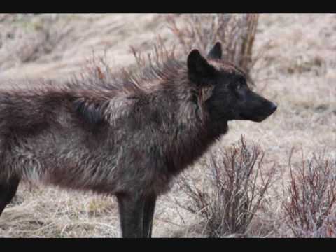Lane Navachi-Lunascape﻿ wolves