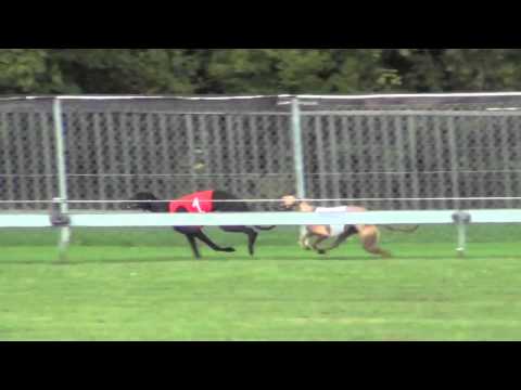 3 Distanzen Rennen Lauf 5 Whippet Sprinter 480 m