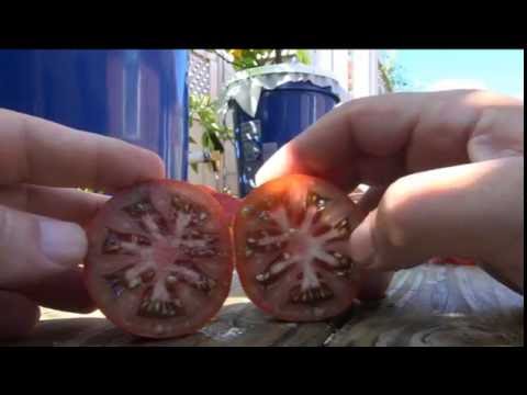 , title : '⟹ Japanese Black Trifele or Truffle Tomato, Solanum lycopersicum TASTE TEST #TOMATO'