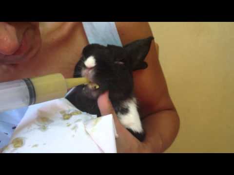 Lo stomaco da vermi può crescere Vermi a cibo di bambini che