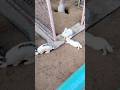 Yaar Intha Muyal Kutty Animal Song Rabbit Dubai