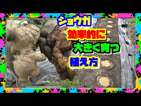 生姜の栽培: これがスーパーチューバーを自分で栽培する方法です 植物