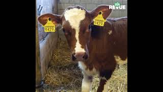 Immunsystem von Kälbern und Rindern