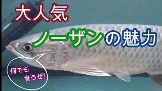飯テロ　ノーザンバラムンディ【アロワナ,古代魚,アクアリウム,熱帯魚,観賞魚,大型魚】