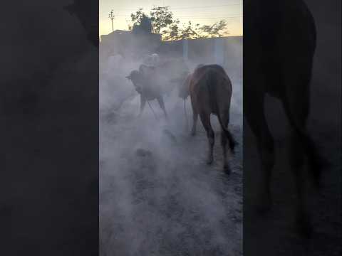 Rani and Razia #thebrosfarm