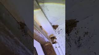 Roaches Infest Kitchen Cabinet