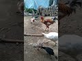 Big Hen With Family Desi Murgi Bighen Desi Murgi Shorts