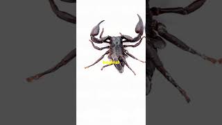 Download lagu Scorpions' Unique Mating Dance! #wildlife #facts#scorpion mp3