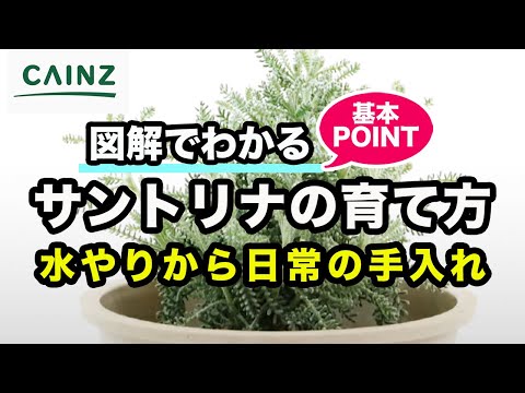 園芸 グリーンサントリーナ、ローズマリーリーフサントリーナ