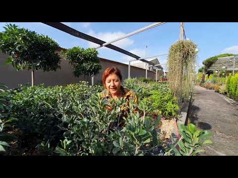 RAPHIOLEPIS UMBELLATA how to cure it