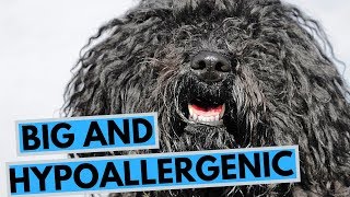Large Hypoallergenic Dog Breeds List