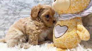 ハーフ犬の動画01