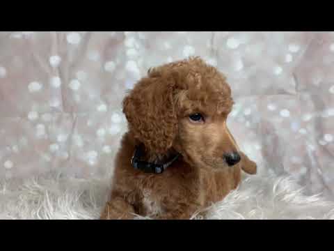 Eggnog the Standard Poodle Puppy