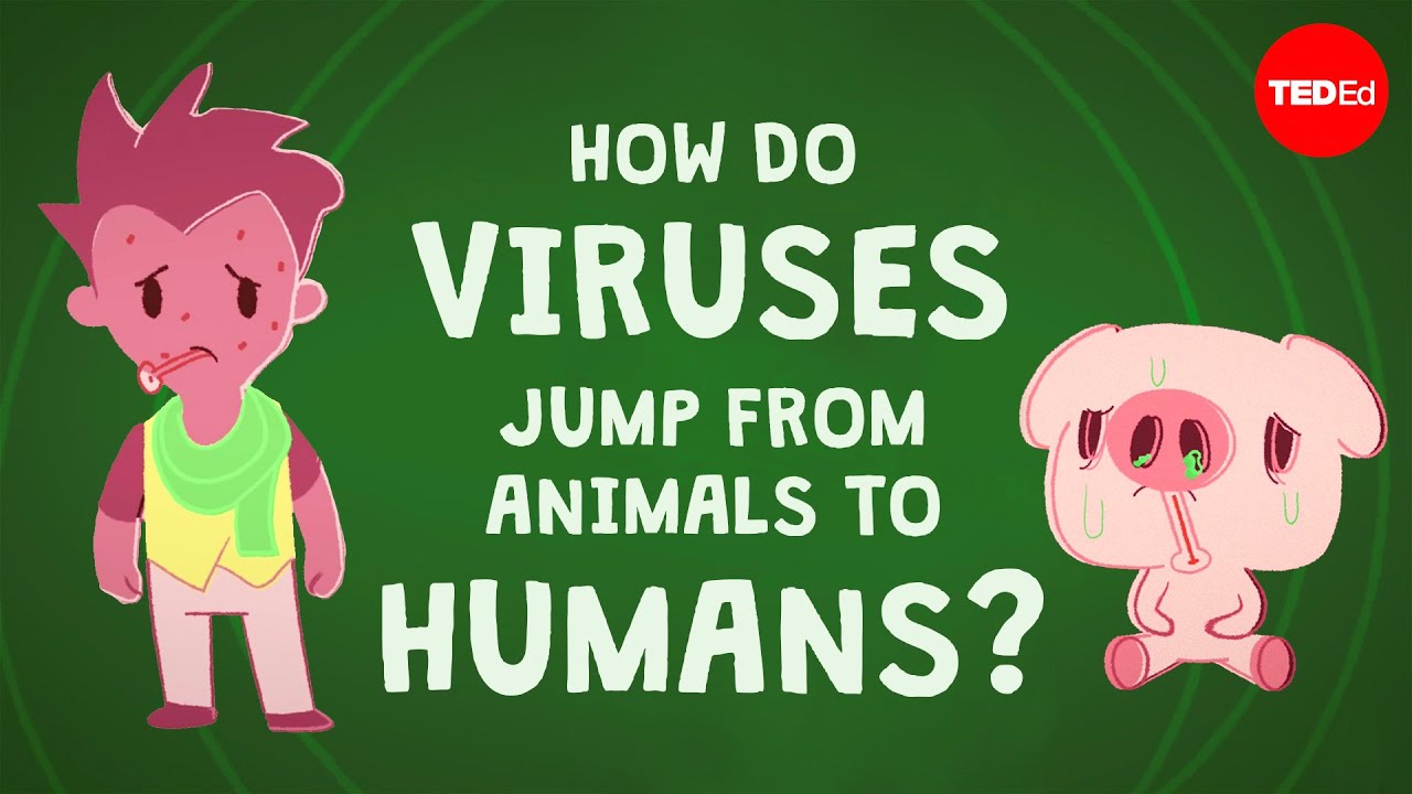 What is an animal virus?