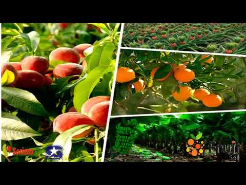 Fruits sell outcome 2