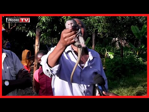 Therũ cia Kihumbuini, Murang’a cionaga athuri ikoora no ciona atumia igakena makĩria