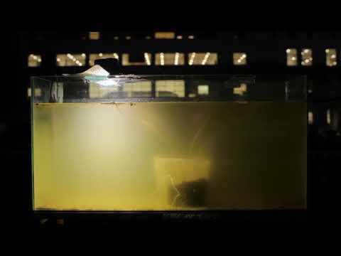 Trailer | Yrupẽ | Candela Sotos