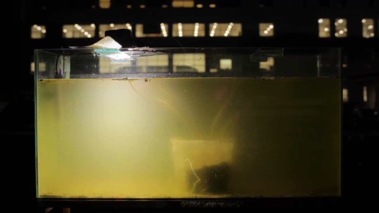 Trailer | Yrupẽ | Candela Sotos