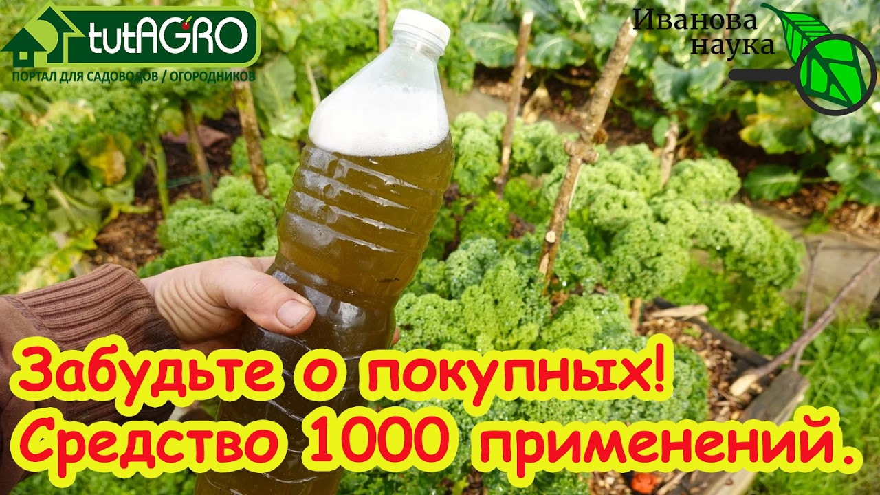 Выжигает ФИТОФТОРУ за 1 час, белокрылку - за 1 день! Супер средство для огорода