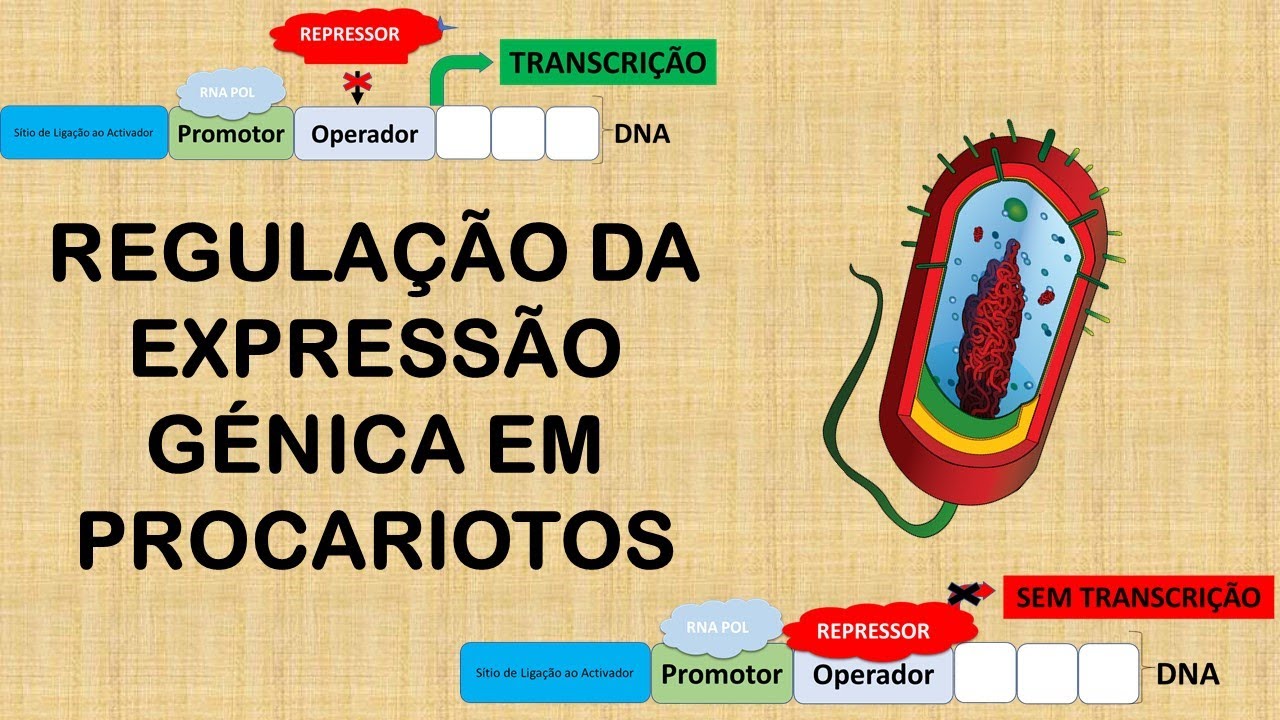 Aula 01🦠REGULAÇÃO da EXPRESSÃO GÉNICA em Procariotos-Aula Introdutória-Biologia Molecular e Genética