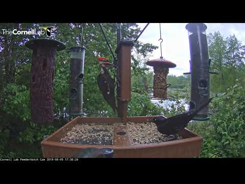 Late afternoon visit by Pileated Woodpecker at the Cornell Lab FeederWatch Cam at Sapsucker Woods