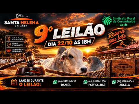 9º LEILÃO DE GADO DE CORTE - SANTA HELENA LEILÕES (Corumbaíba - GO) 22/10/26