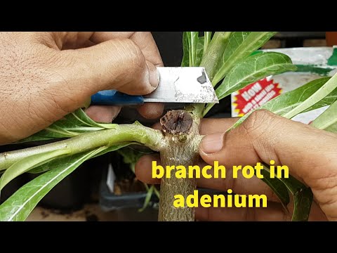 how to cure ADENIUM plant from Branch Rot dieses in this monsoon ?