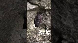 Potato-bug// Roly-poly// pill-bug// wood louse//it turns out they are land dwelling isopods.