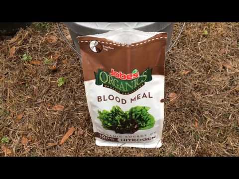 download lagu mp3 mp4 Blood Meal For Gardenias, download lagu Blood Meal For Gardenias gratis, unduh video klip Blood Meal For Gardenias