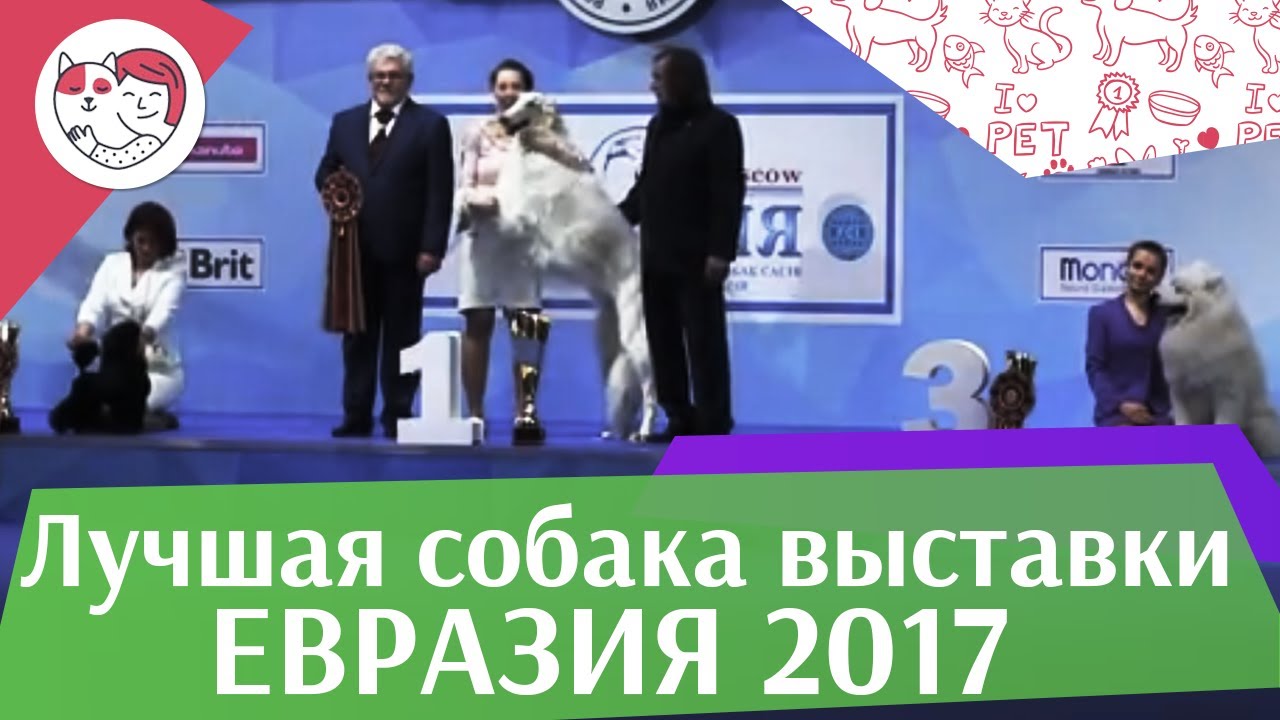 Лучшая собака выставки 19 03 17 на Евразии ilikepet