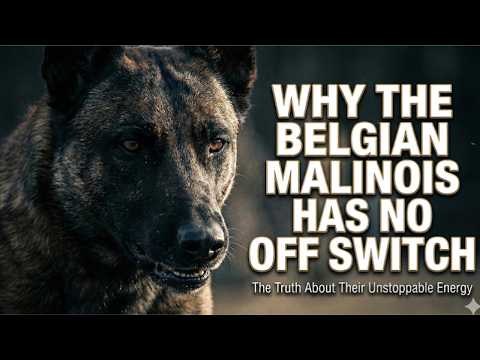 Belgian Malinois Explained: The Dog With No Off Switch
