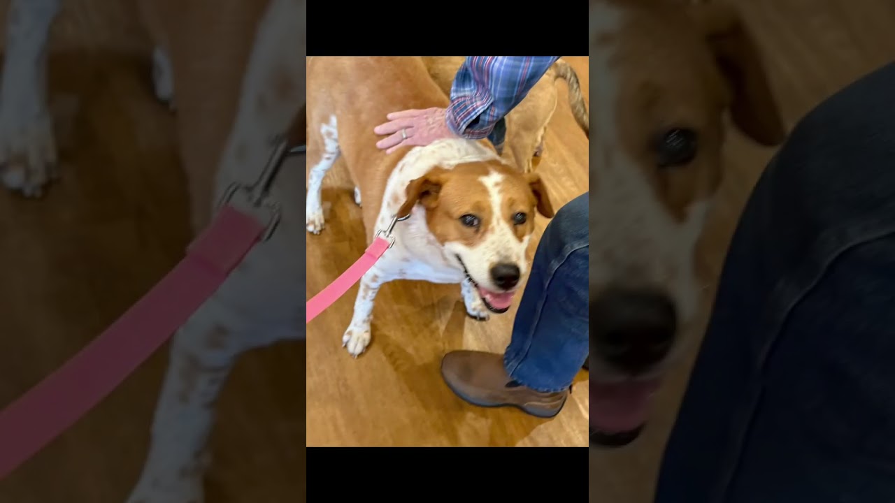 Enlarge Frida, a Adoptable mixed breed in Kansas City, MO video 6/6