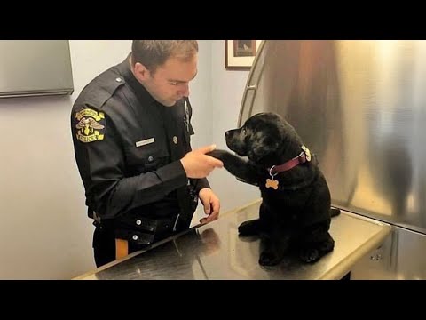 Quand les chiots sont de vrais petits humains Vidéos drôles de chiens et d'humains