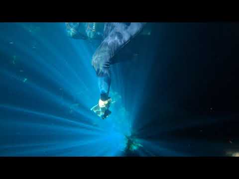 Scuba diving Cenote Dos Ojos and The Pit Riviera Maya Mexico