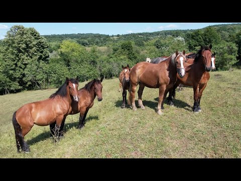 Caii lui Adi de la Tampa, Hunedoara - 2024 Nou!!!