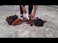 Woman Slaughter Chickens VIDEO 1