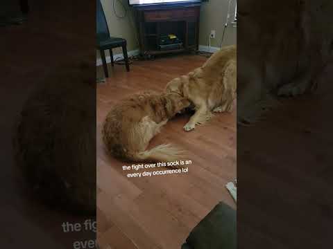 dogs fight over sock part 1 or 1000 lol